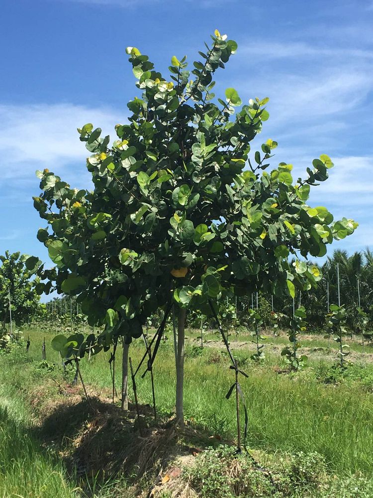 coccoloba-uvifera-sea-grape-seagrape