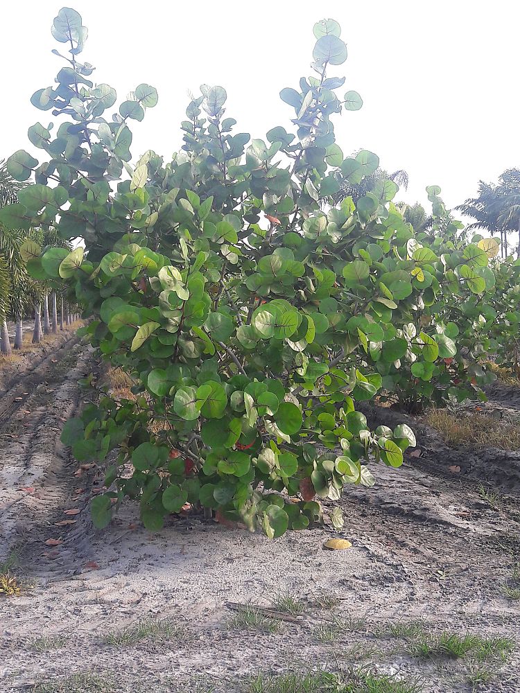 coccoloba-uvifera-sea-grape-seagrape