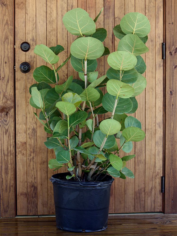 coccoloba-uvifera-sea-grape-seagrape