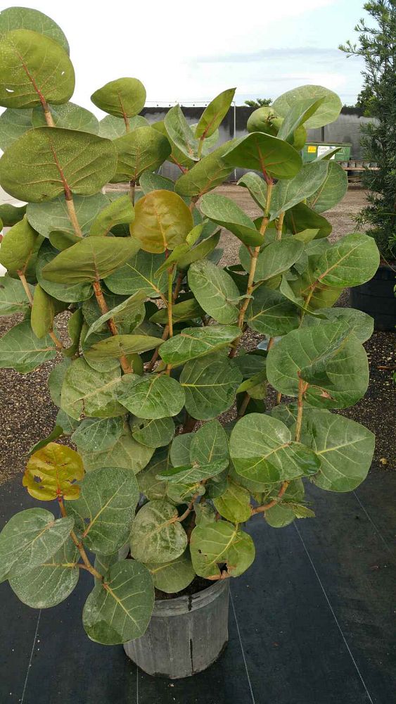 coccoloba-uvifera-sea-grape-seagrape