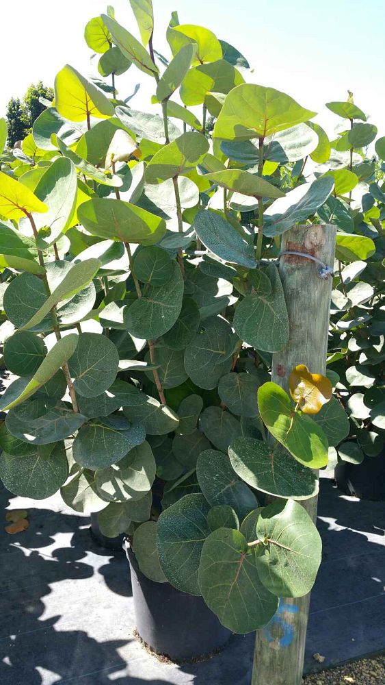 coccoloba-uvifera-sea-grape-seagrape