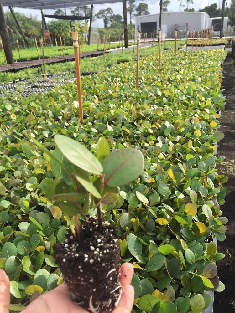 coccoloba-uvifera-sea-grape-seagrape