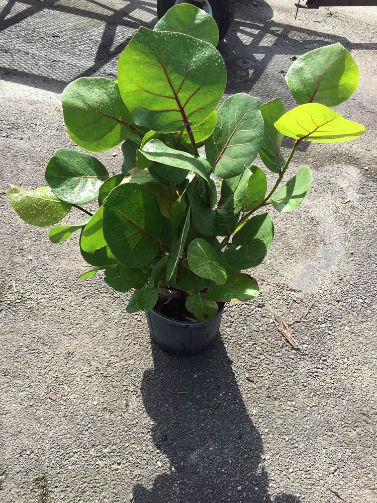 coccoloba-uvifera-sea-grape-seagrape
