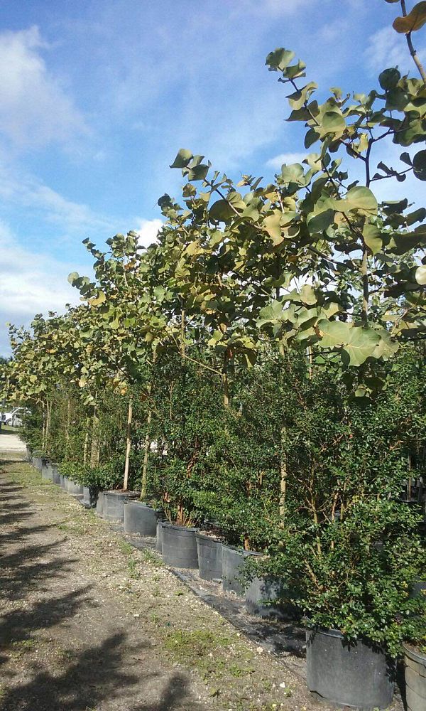 coccoloba-uvifera-sea-grape-seagrape