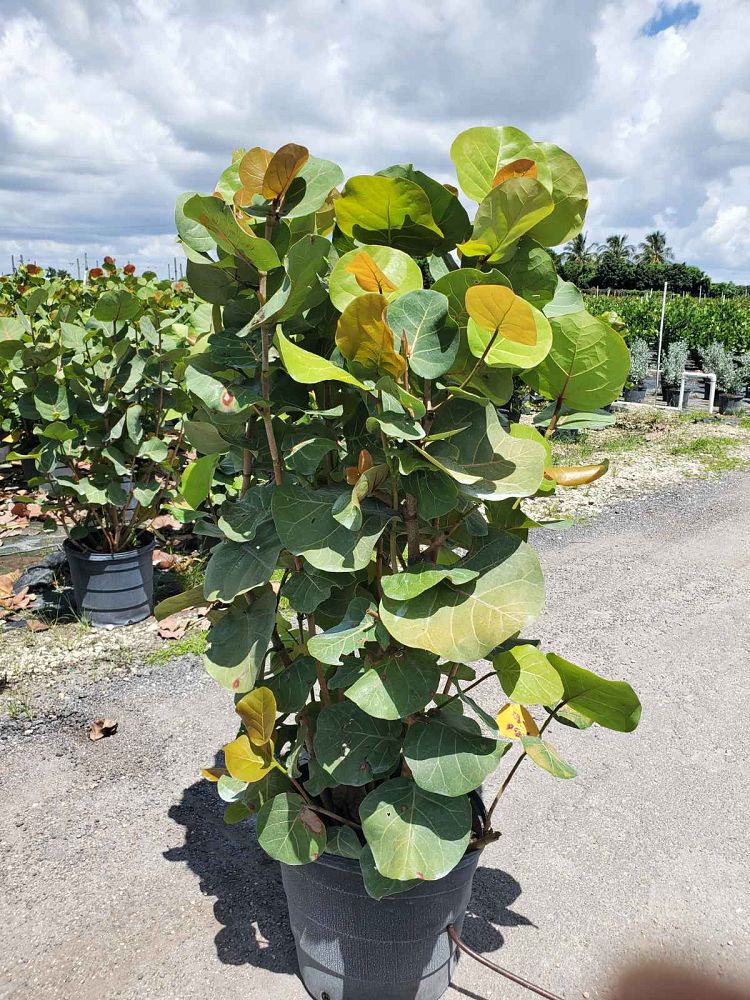 coccoloba-uvifera-sea-grape-seagrape