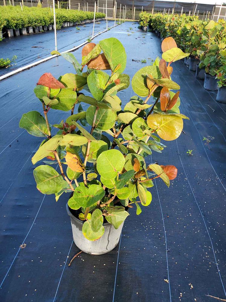 coccoloba-uvifera-sea-grape-seagrape