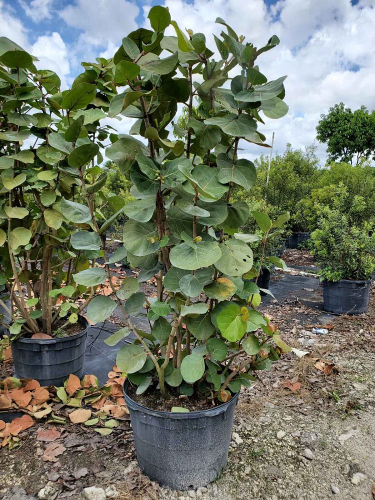 coccoloba-uvifera-sea-grape-seagrape
