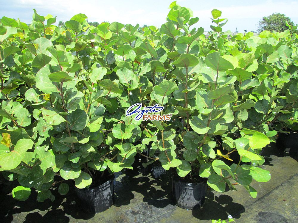 coccoloba-uvifera-sea-grape-seagrape