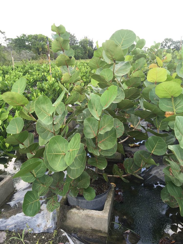 coccoloba-uvifera-sea-grape-seagrape