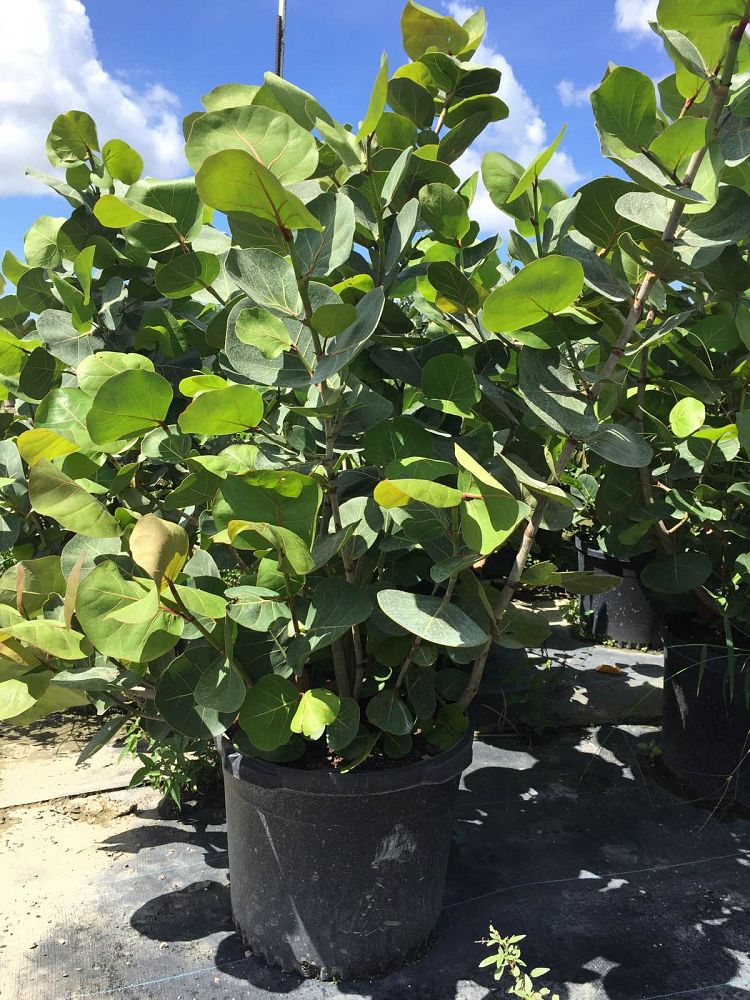 coccoloba-uvifera-sea-grape-seagrape
