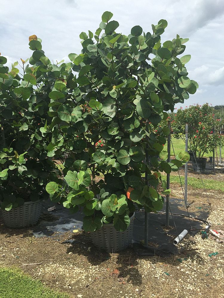 coccoloba-uvifera-sea-grape-seagrape