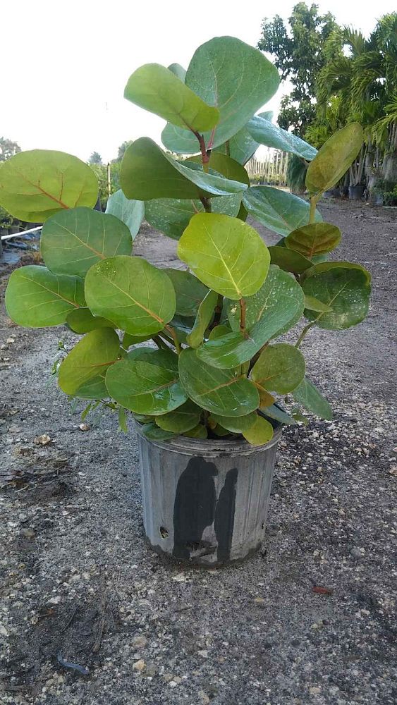 coccoloba-uvifera-sea-grape-seagrape