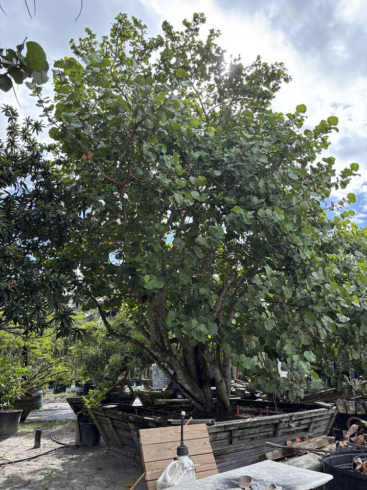 coccoloba-uvifera-sea-grape-seagrape