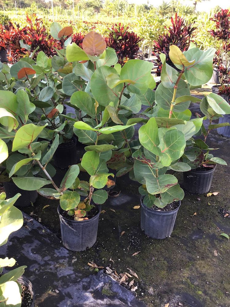 coccoloba-uvifera-sea-grape-seagrape