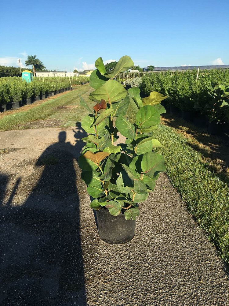 coccoloba-uvifera-sea-grape-seagrape