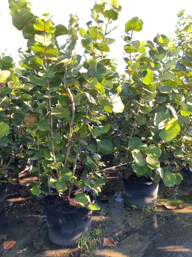 coccoloba-uvifera-sea-grape-seagrape