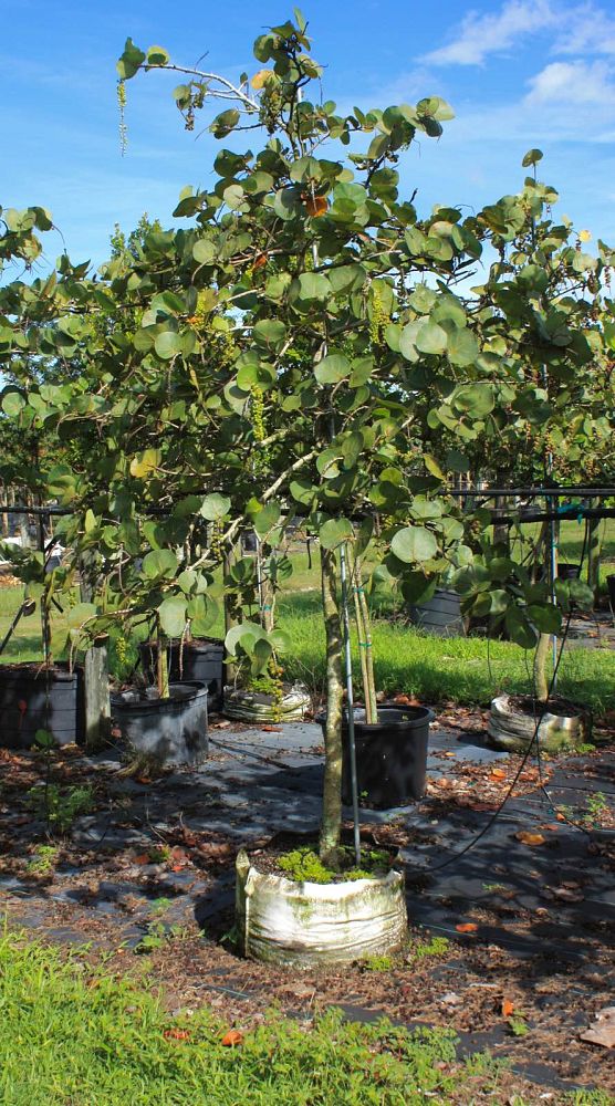 coccoloba-uvifera-sea-grape-seagrape