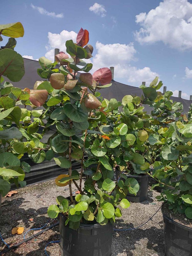 coccoloba-uvifera-sea-grape-seagrape