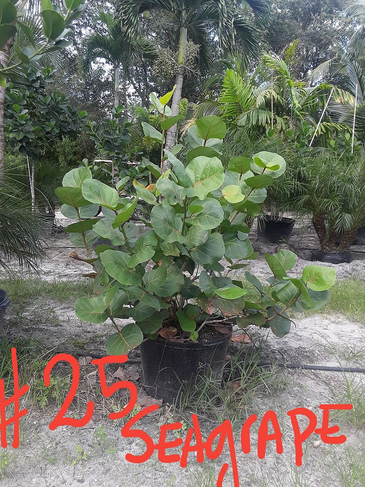 coccoloba-uvifera-sea-grape-seagrape