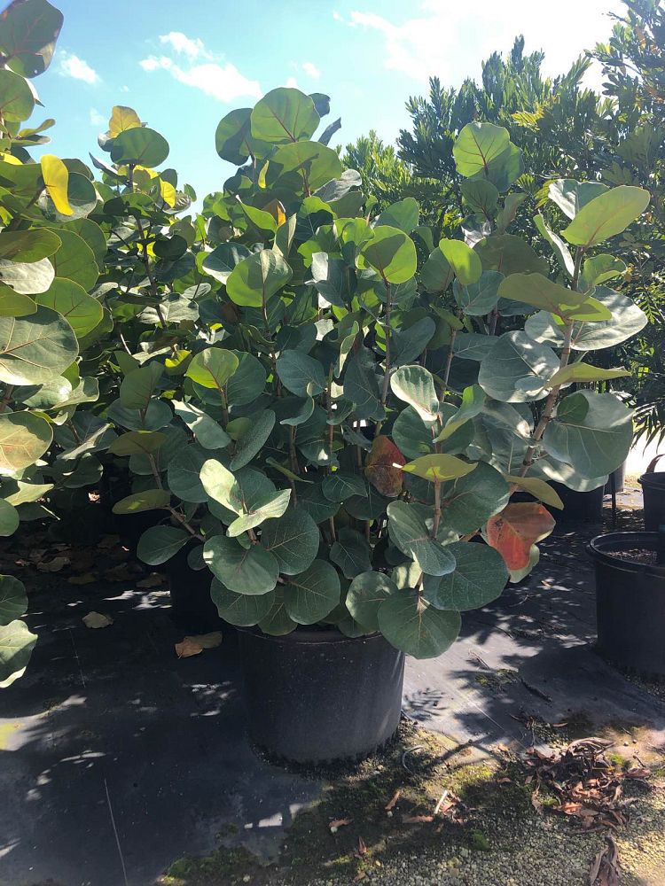 coccoloba-uvifera-sea-grape-seagrape