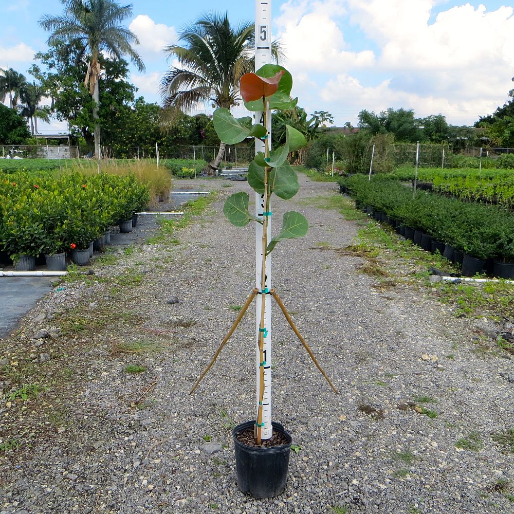 coccoloba-uvifera-sea-grape-seagrape