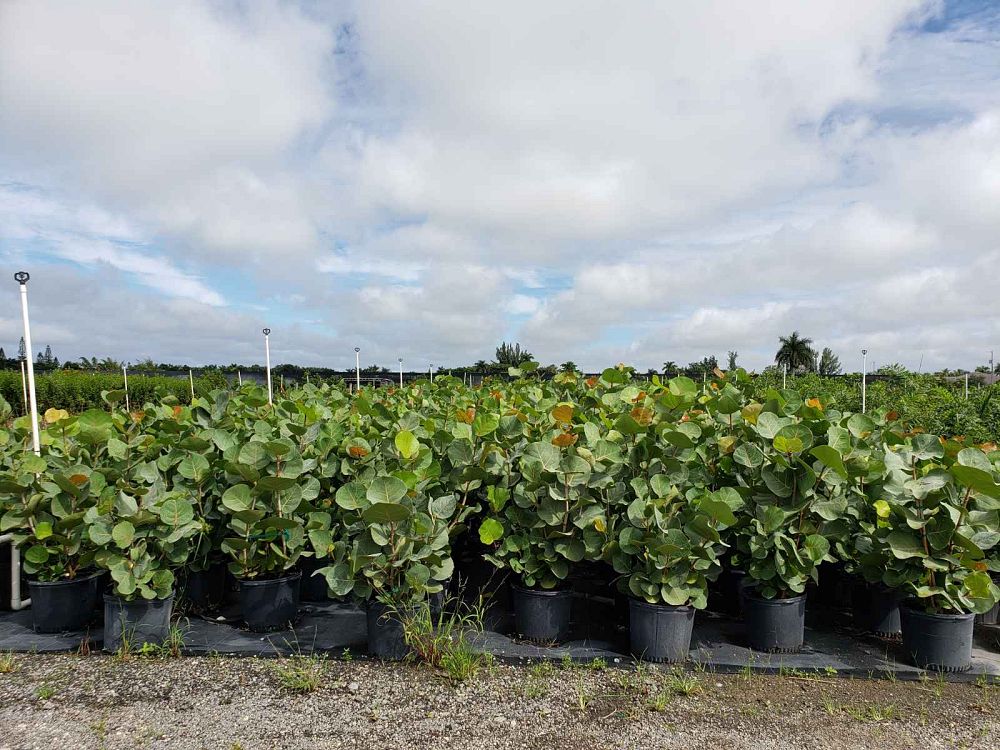 coccoloba-uvifera-sea-grape-seagrape