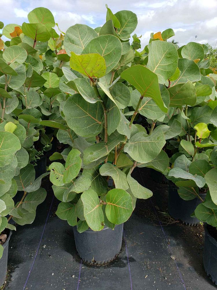 coccoloba-uvifera-sea-grape-seagrape