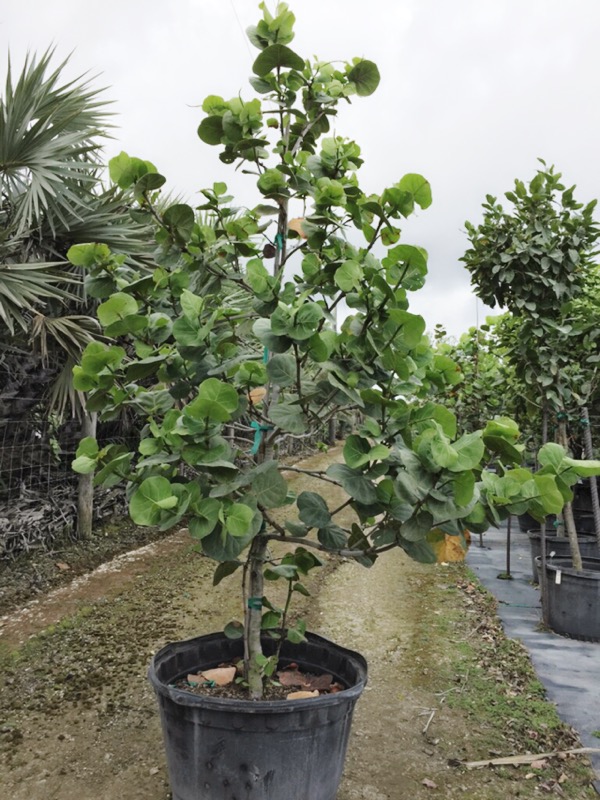 coccoloba-uvifera-sea-grape-seagrape