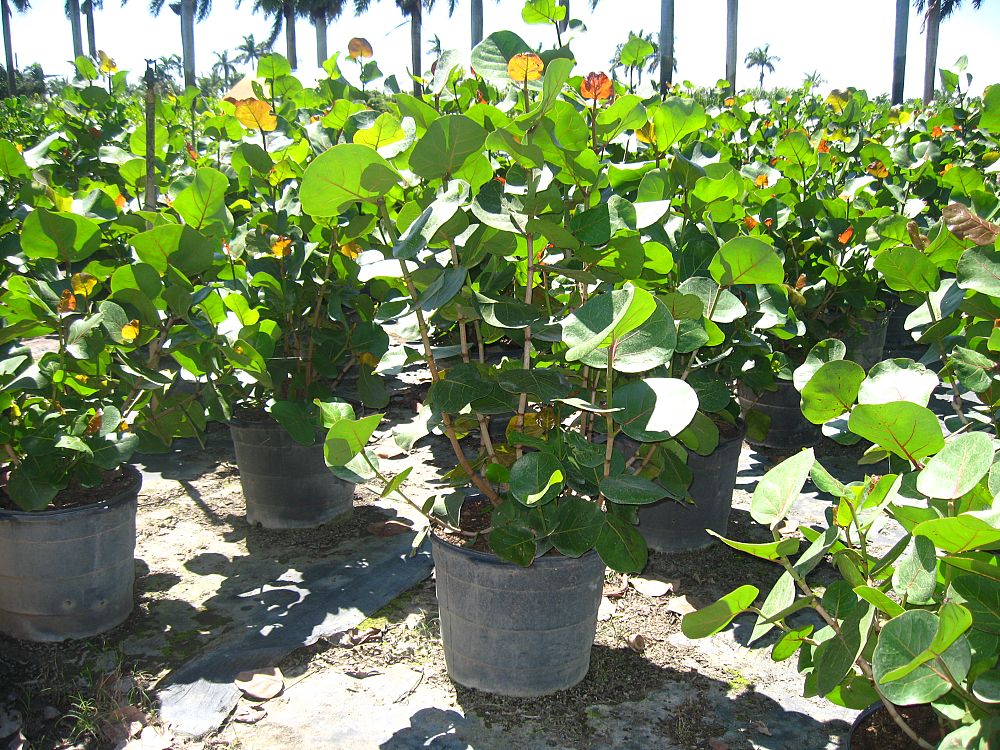 coccoloba-uvifera-sea-grape-seagrape