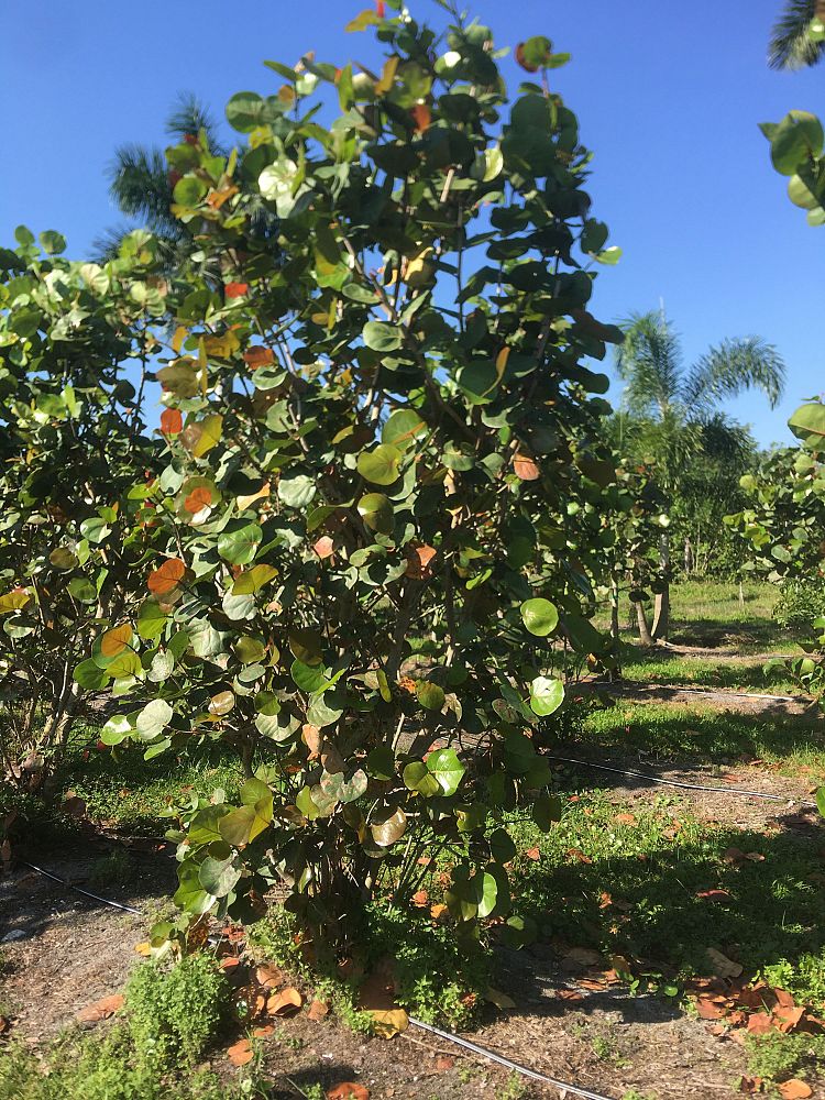 coccoloba-uvifera-sea-grape-seagrape