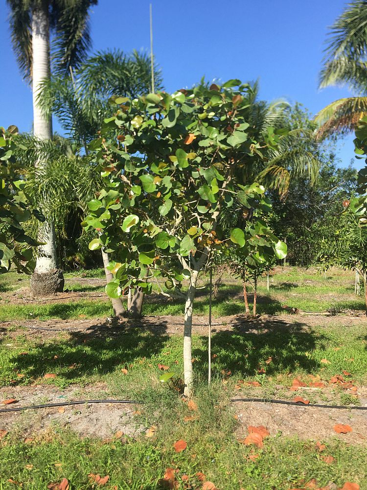 coccoloba-uvifera-sea-grape-seagrape