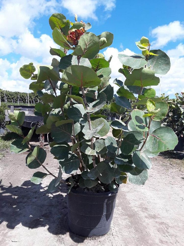 coccoloba-uvifera-sea-grape-seagrape