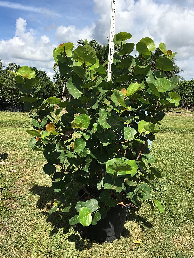 coccoloba-uvifera-sea-grape-seagrape