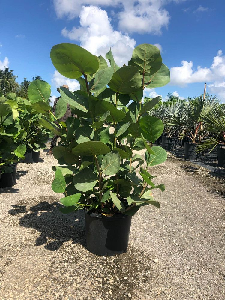 coccoloba-uvifera-sea-grape-seagrape