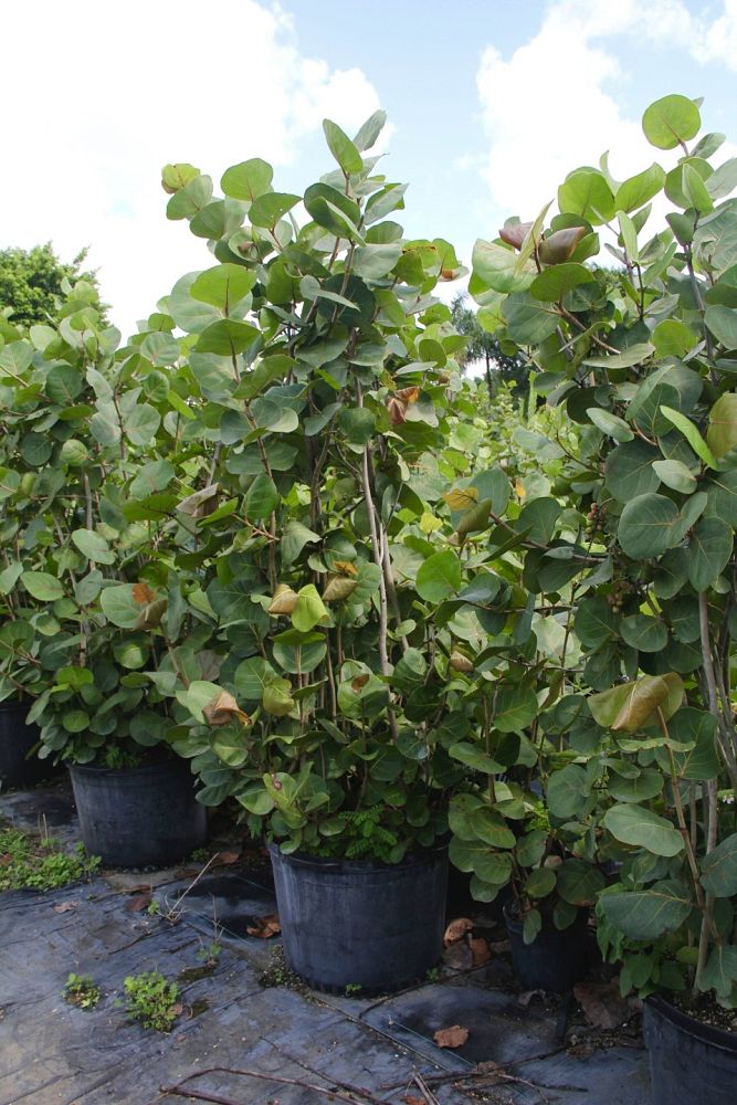 coccoloba-uvifera-sea-grape-seagrape