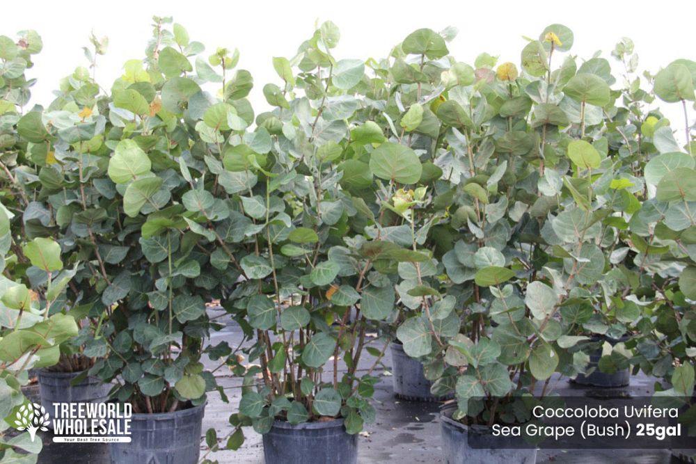 coccoloba-uvifera-sea-grape-seagrape