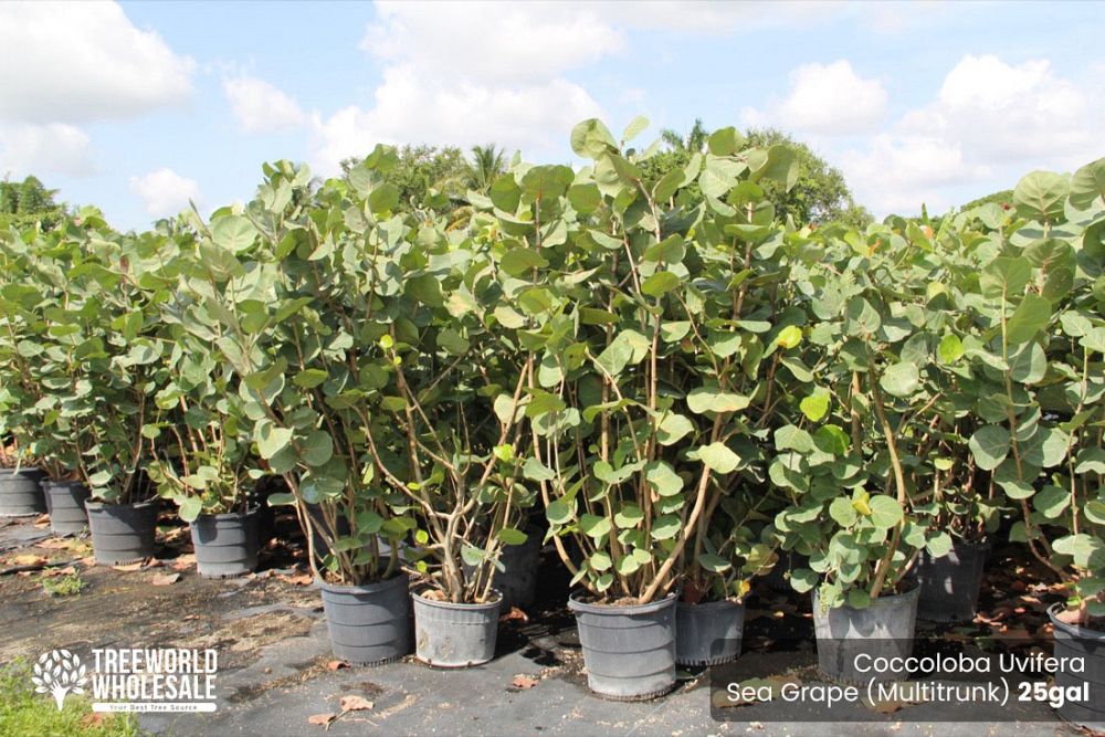 coccoloba-uvifera-sea-grape-seagrape