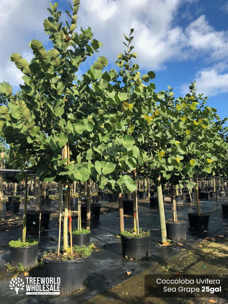 coccoloba-uvifera-sea-grape-seagrape
