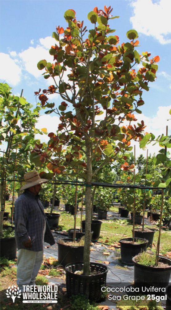 coccoloba-uvifera-sea-grape-seagrape