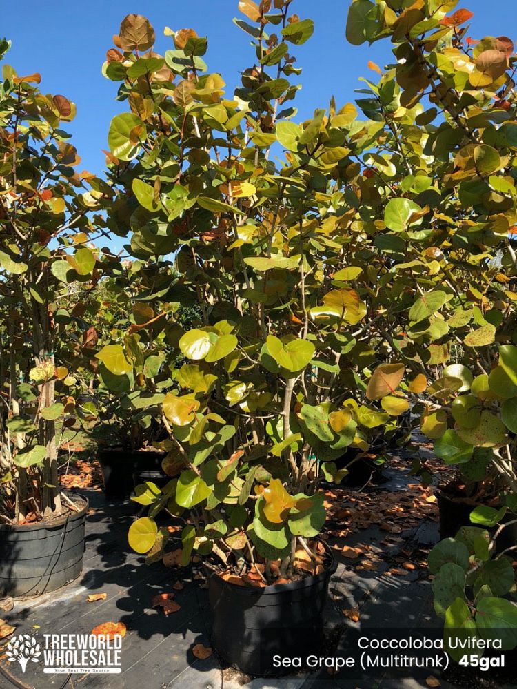 coccoloba-uvifera-sea-grape-seagrape