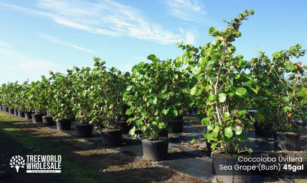coccoloba-uvifera-sea-grape-seagrape