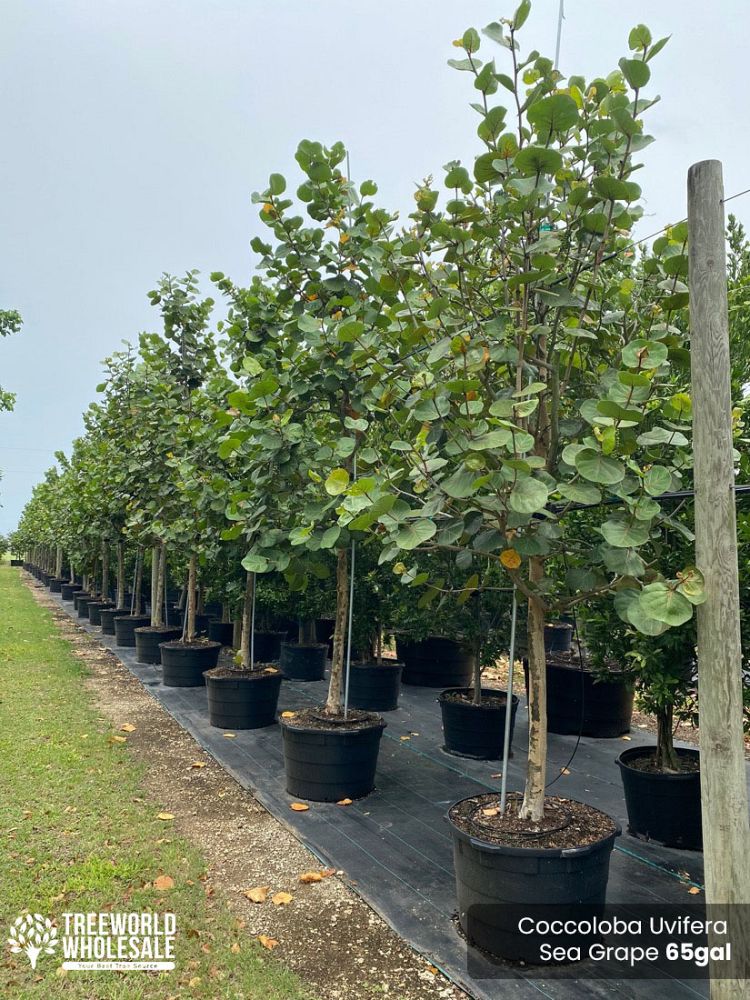 coccoloba-uvifera-sea-grape-seagrape