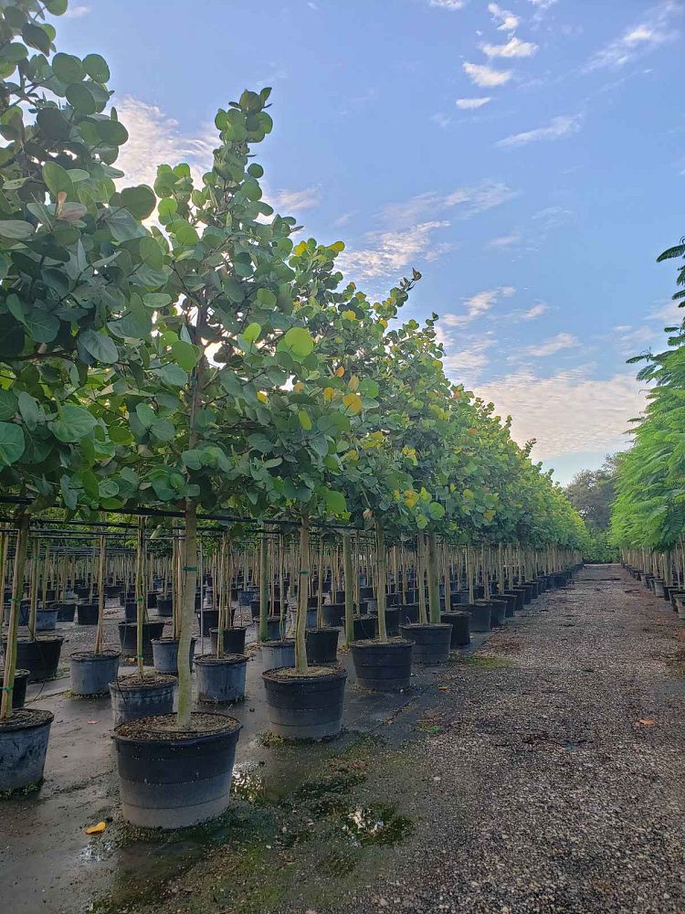 coccoloba-uvifera-sea-grape-seagrape
