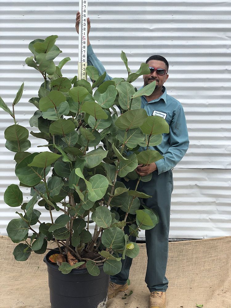 coccoloba-uvifera-sea-grape-seagrape