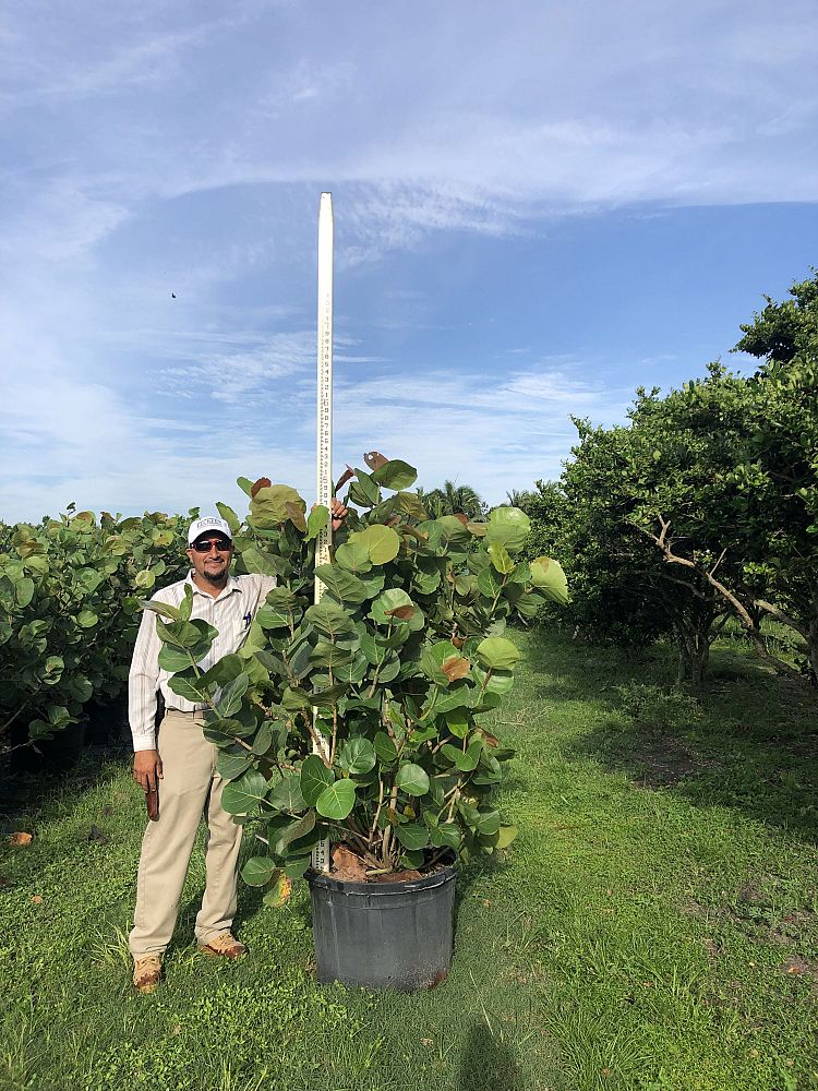 coccoloba-uvifera-sea-grape-seagrape