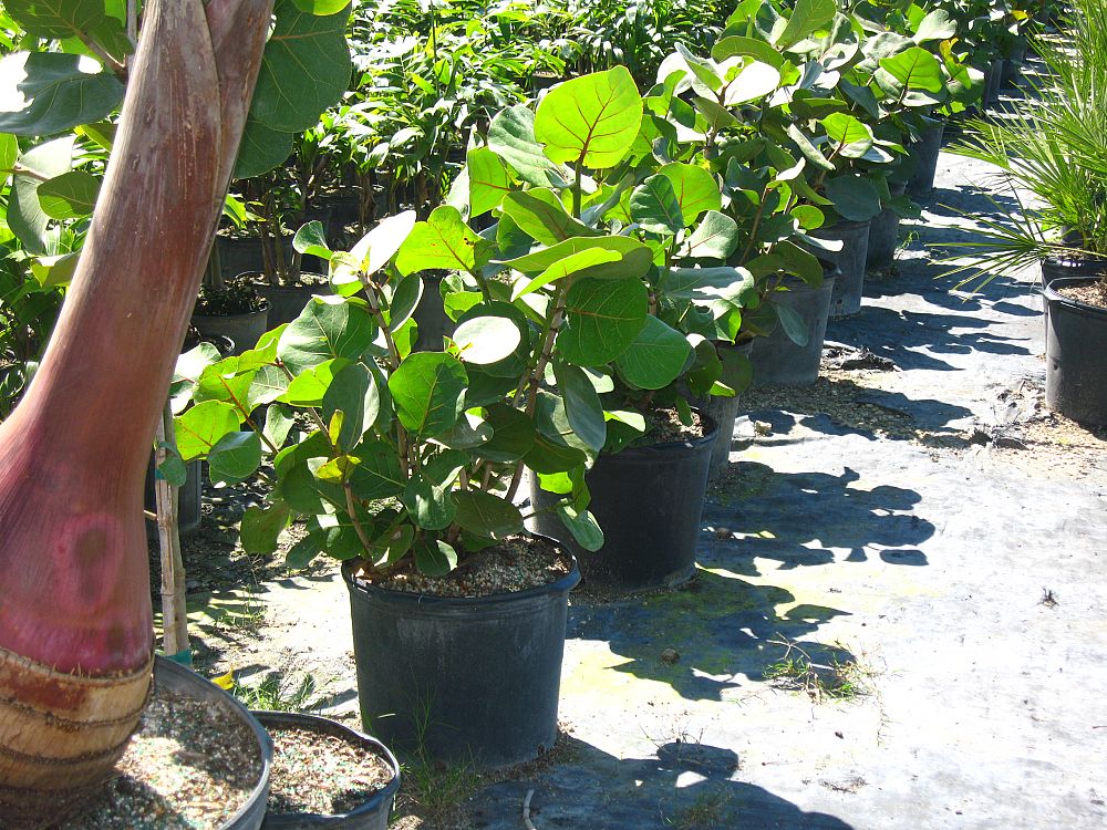 coccoloba-uvifera-sea-grape-seagrape