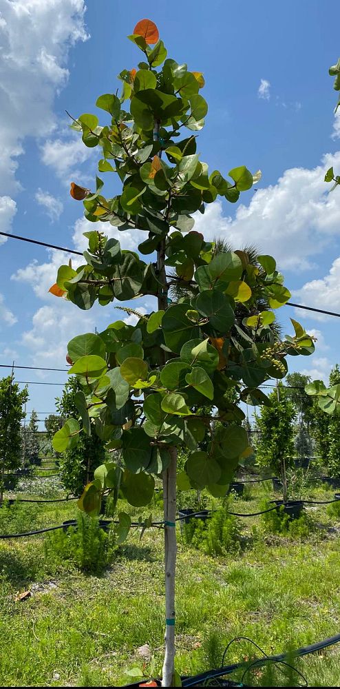 Corkscrew Tree LLC | plantANT.com
