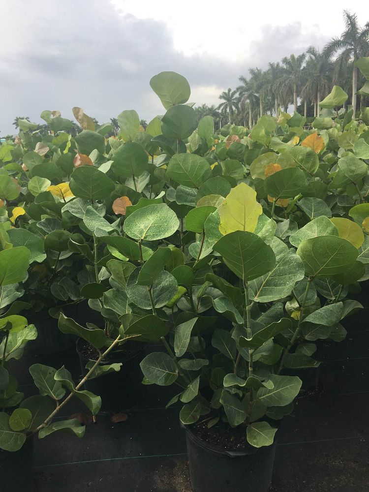 coccoloba-uvifera-sea-grape-seagrape