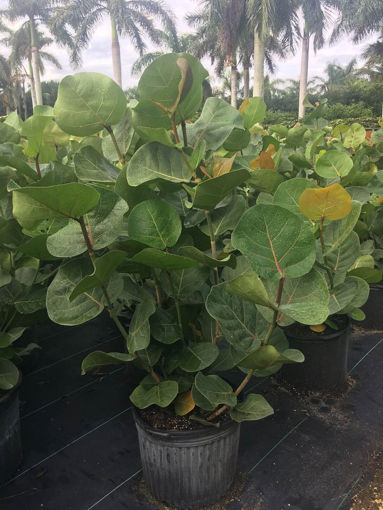 coccoloba-uvifera-sea-grape-seagrape