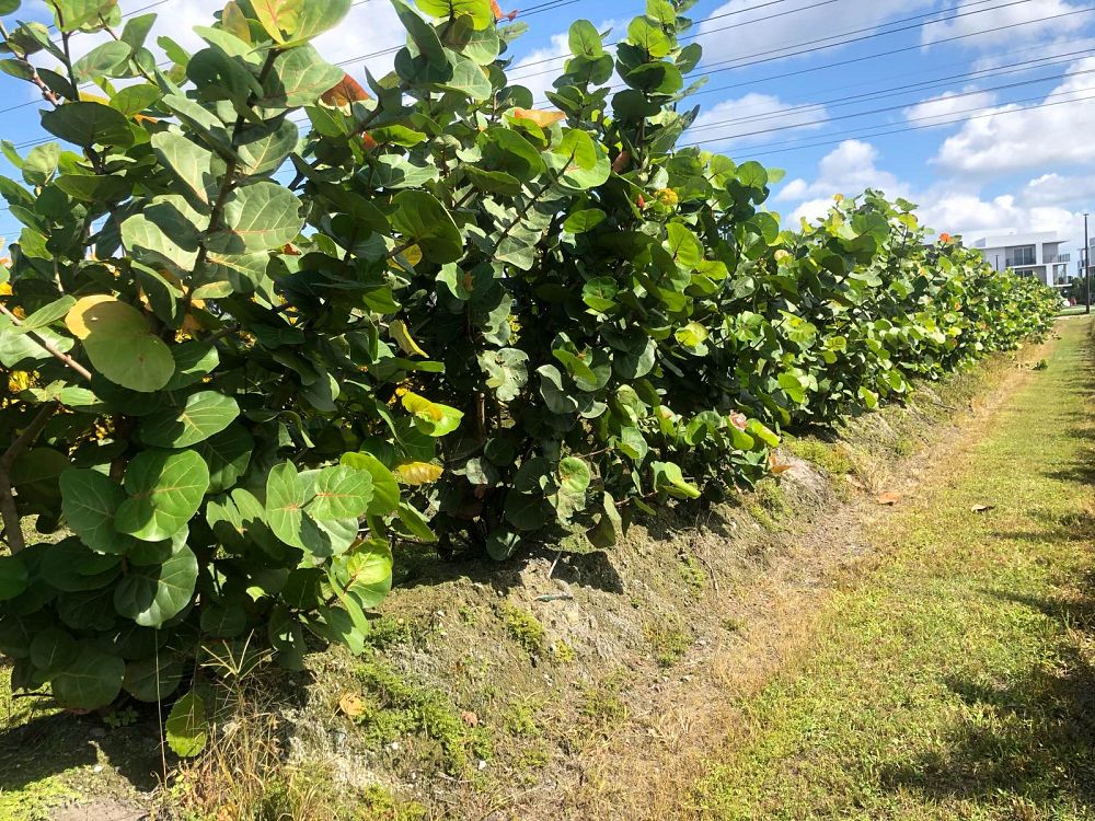 coccoloba-uvifera-sea-grape-seagrape